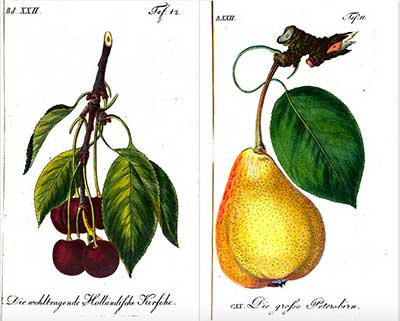 Cerise et poire par Sickler