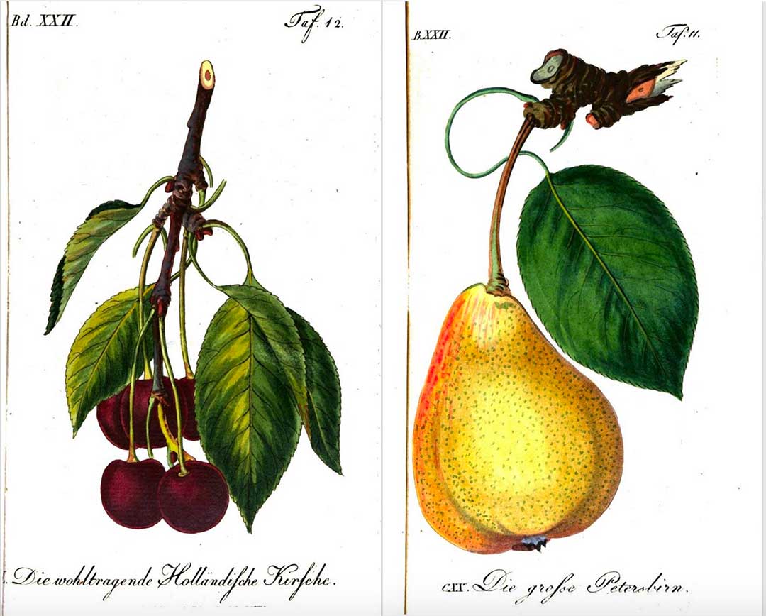 Cerise et poire par Sickler