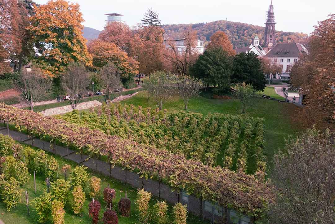 Vignes et vergers urbains