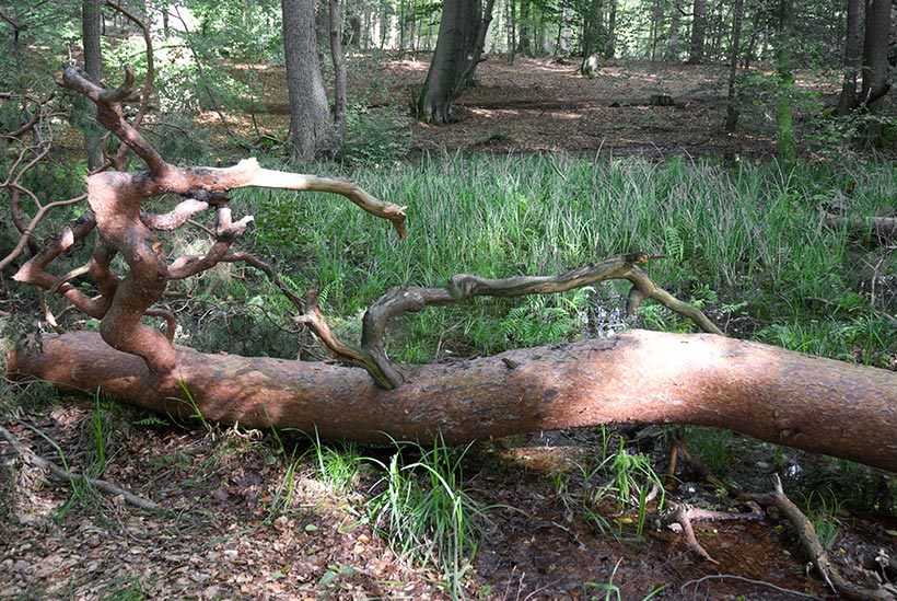 On peut manger dans ce cadre rustique