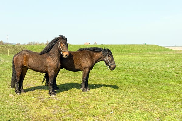A cheval sur les plages