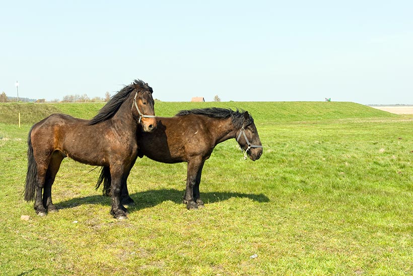 A cheval sur les plages