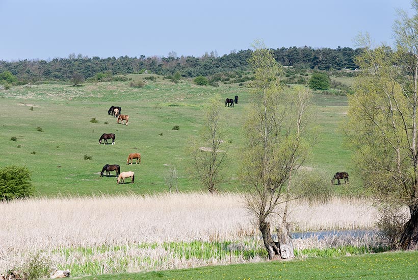 Chevaux sur la colline