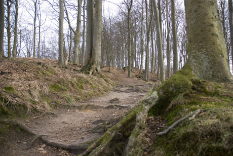 La forêt de Binz