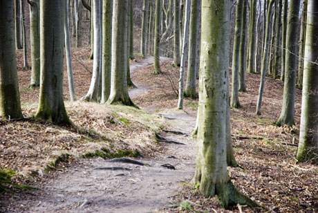La forêt de Binz