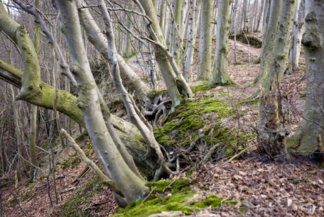 La forêt de Binz au bord des falaises.